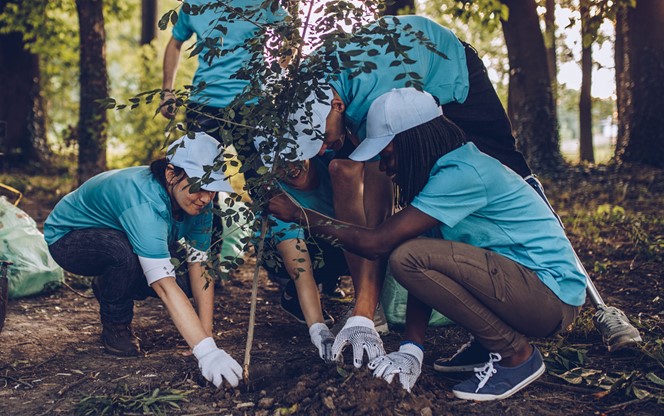 Volunteers Planting Tree In Park